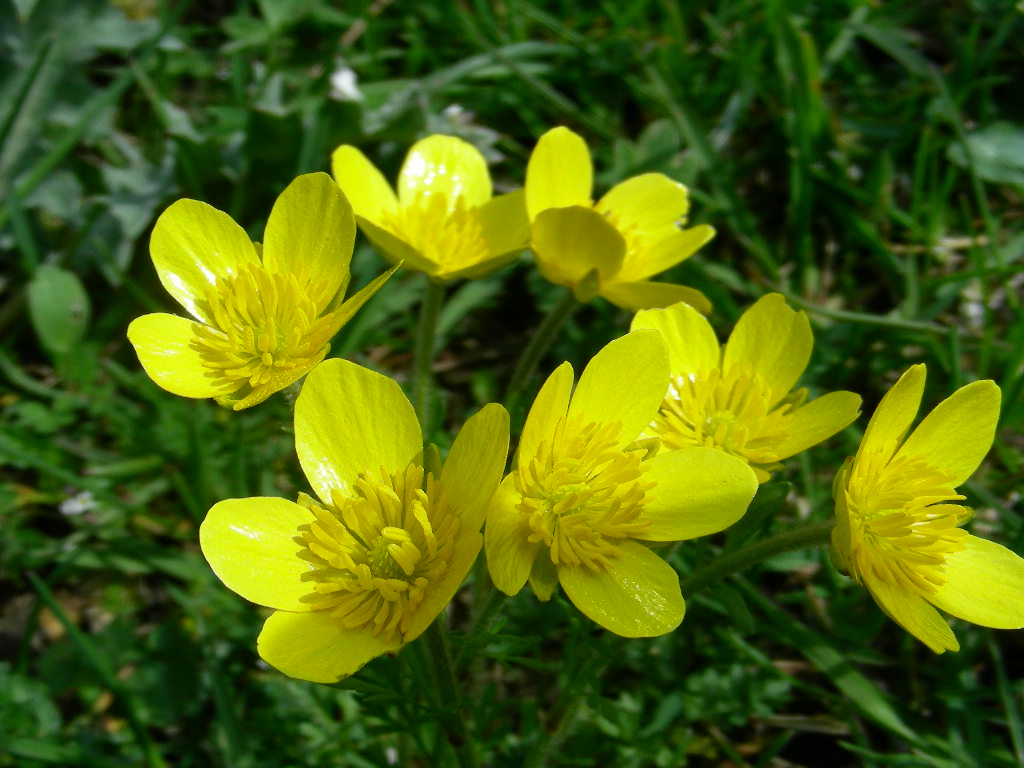 Ranunculus millefoliatus